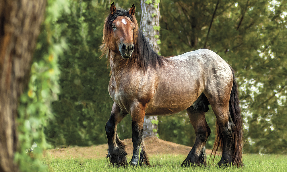 Ardennes Horses